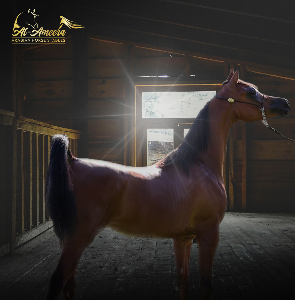 Experience the Best Arabian Horse Breeder in Illinois at AlAmeera Horse Stable