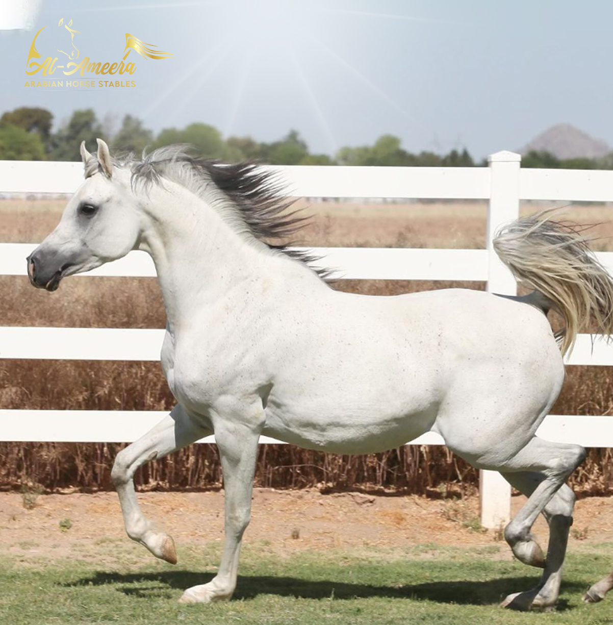 Experience the Best Arabian Horse Breeder in Illinois at AlAmeera Horse Stable